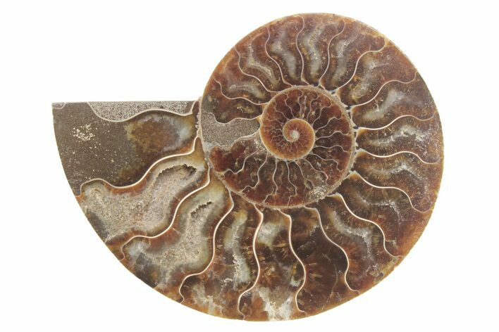Cut & Polished Ammonite Fossil (Half) - Madagascar #223152